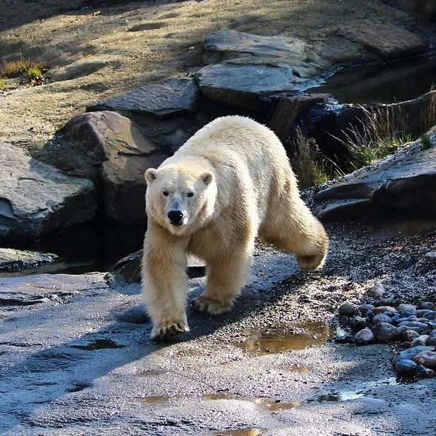 倒霉透顶的熊！2次被错认送到北极冻得发抖还被北极熊暴打……