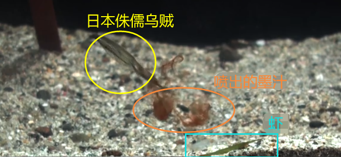 火爆全球！化身乌贼拯救人类，探索《喷射战士》背后的生物原理！